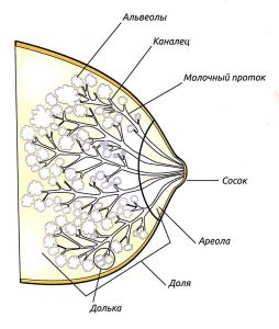 Как выбрать белье для кормления